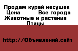 Продам курей несушек › Цена ­ 350 - Все города Животные и растения » Птицы   